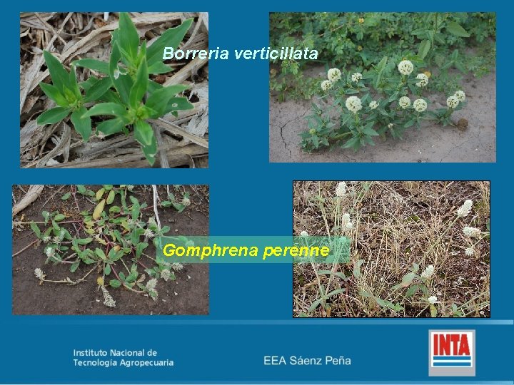 Borreria verticillata Gomphrena perenne 