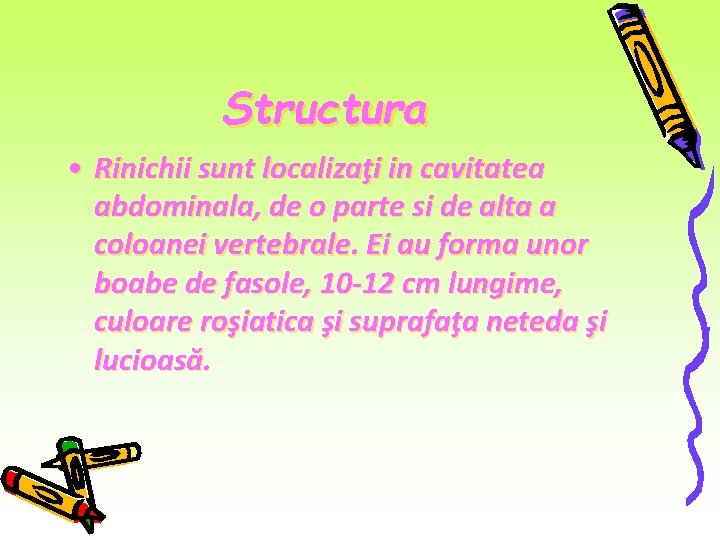 Structura • Rinichii sunt localizaţi in cavitatea abdominala, de o parte si de alta Structura • Rinichii sunt localizaţi in cavitatea abdominala, de o parte si de alta