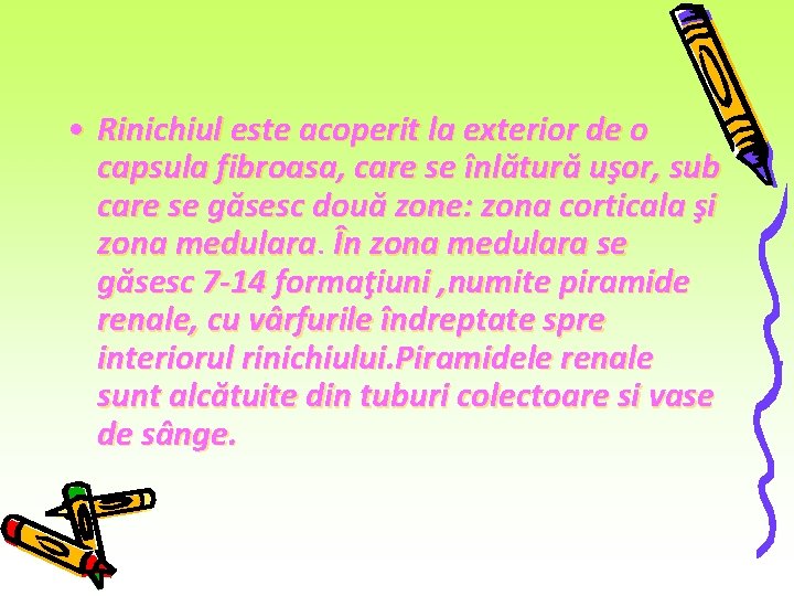 • Rinichiul este acoperit la exterior de o capsula fibroasa, care se înlătură • Rinichiul este acoperit la exterior de o capsula fibroasa, care se înlătură