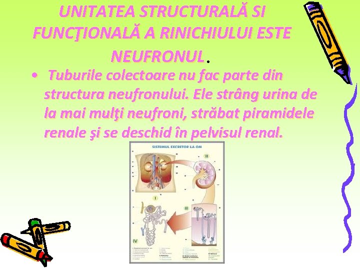 UNITATEA STRUCTURALĂ SI FUNCŢIONALĂ A RINICHIULUI ESTE NEUFRONUL. • Tuburile colectoare nu fac parte UNITATEA STRUCTURALĂ SI FUNCŢIONALĂ A RINICHIULUI ESTE NEUFRONUL. • Tuburile colectoare nu fac parte