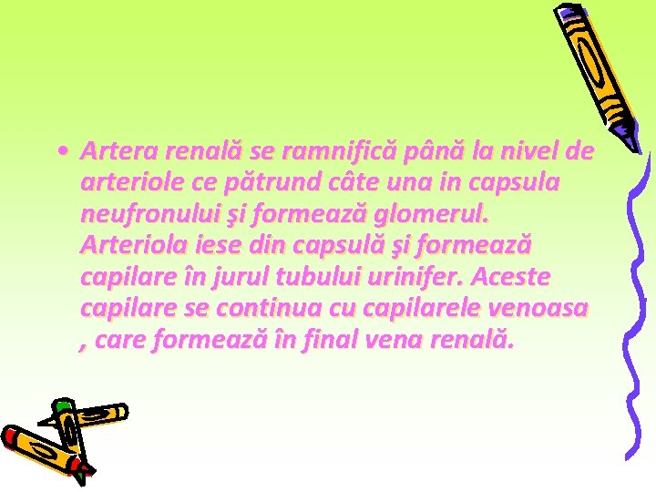 • Artera renală se ramnifică până la nivel de arteriole ce pătrund câte • Artera renală se ramnifică până la nivel de arteriole ce pătrund câte