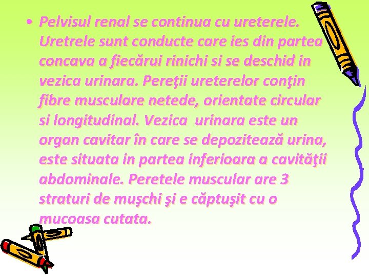• Pelvisul renal se continua cu ureterele. Uretrele sunt conducte care ies din • Pelvisul renal se continua cu ureterele. Uretrele sunt conducte care ies din
