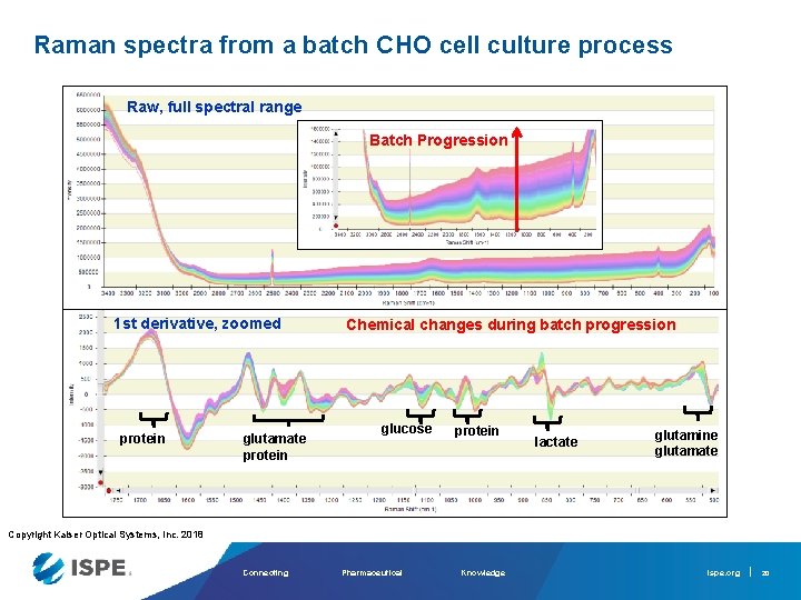 Raman spectra from a batch CHO cell culture process Raw, full spectral range Batch