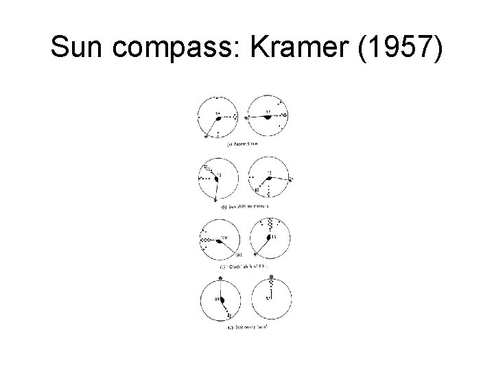 Sun compass: Kramer (1957) 