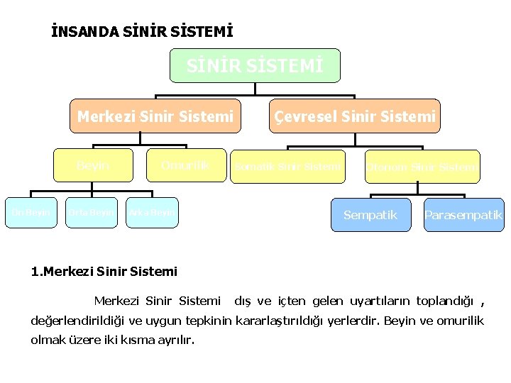 İNSANDA SİNİR SİSTEMİ Merkezi. Sinir Sistemi Beyin Ön Beyin Orta Beyin Omurilik Arka Beyin