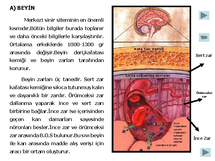 A) BEYİN Merkezi sinir siteminin en önemli kısmıdır. Bütün bilgiler burada toplanır ve daha