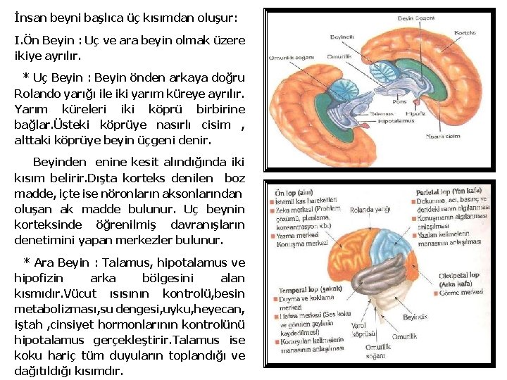 İnsan beyni başlıca üç kısımdan oluşur: I. Ön Beyin : Uç ve ara beyin