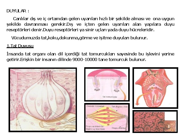 DUYULAR : Canlılar dış ve iç ortamdan gelen uyarıları hızlı bir şekilde alması ve