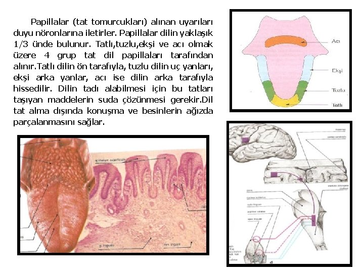 Papillalar (tat tomurcukları) alınan uyarıları duyu nöronlarına iletirler. Papillalar dilin yaklaşık 1/3 ünde bulunur.