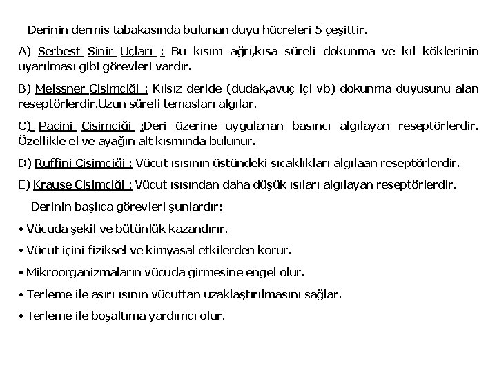 Derinin dermis tabakasında bulunan duyu hücreleri 5 çeşittir. A) Serbest Sinir Uçları : Bu