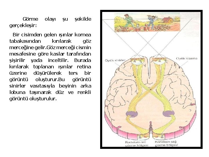 Görme gerçekleşir: olayı şu şekilde Bir cisimden gelen ışınlar kornea tabakasından kırılarak göz merceğine