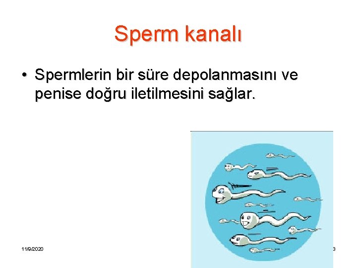Sperm kanalı • Spermlerin bir süre depolanmasını ve penise doğru iletilmesini sağlar. 11/9/2020 13
