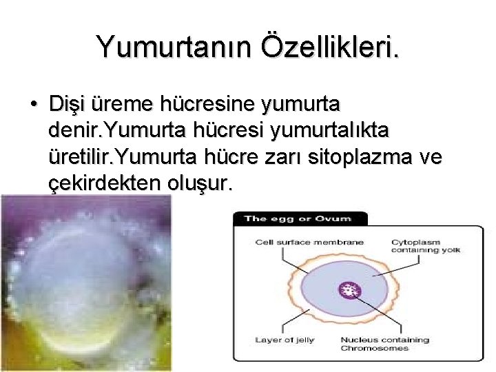 Yumurtanın Özellikleri. • Dişi üreme hücresine yumurta denir. Yumurta hücresi yumurtalıkta üretilir. Yumurta hücre