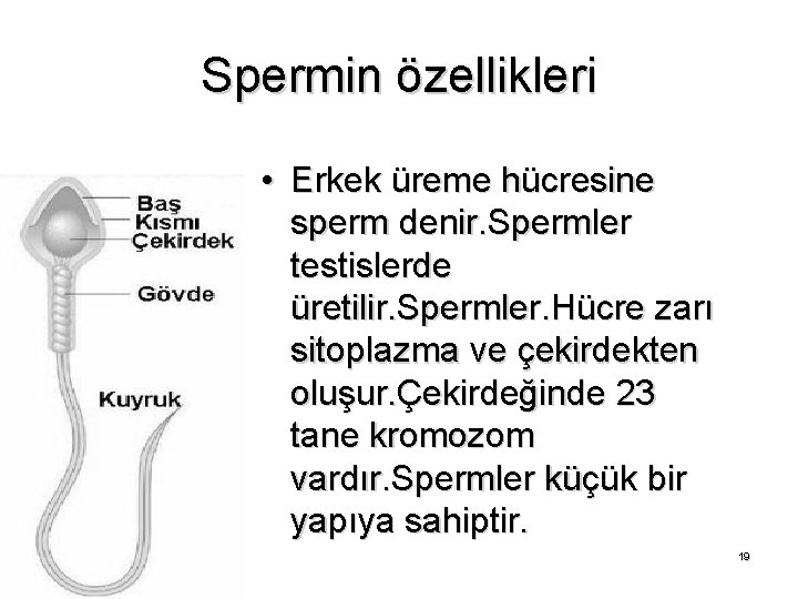 Spermin özellikleri • Erkek üreme hücresine sperm denir. Spermler testislerde üretilir. Spermler. Hücre zarı