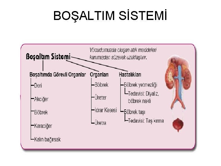 BOŞALTIM SİSTEMİ 