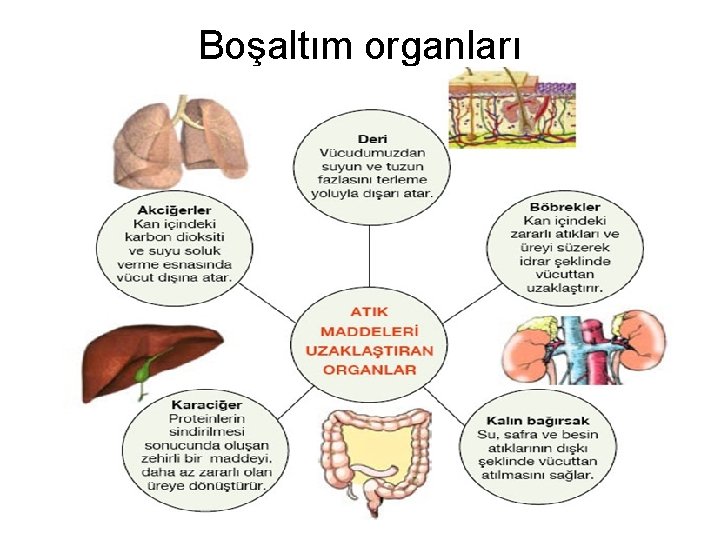 Boşaltım organları 