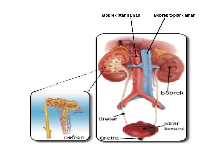  Böbrek atar damarı Böbrek toplar damarı 
