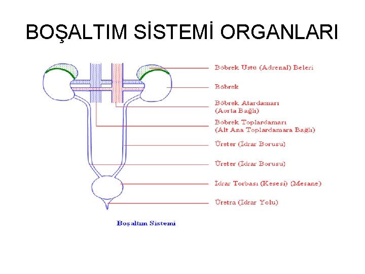 BOŞALTIM SİSTEMİ ORGANLARI 