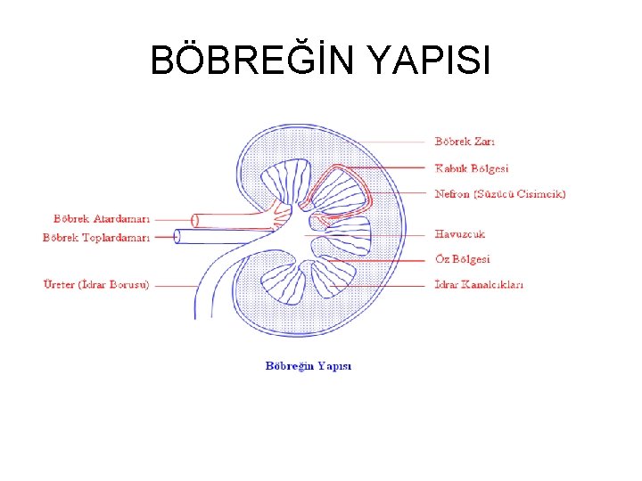 BÖBREĞİN YAPISI 