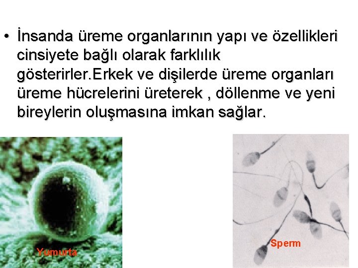  • İnsanda üreme organlarının yapı ve özellikleri cinsiyete bağlı olarak farklılık gösterirler. Erkek