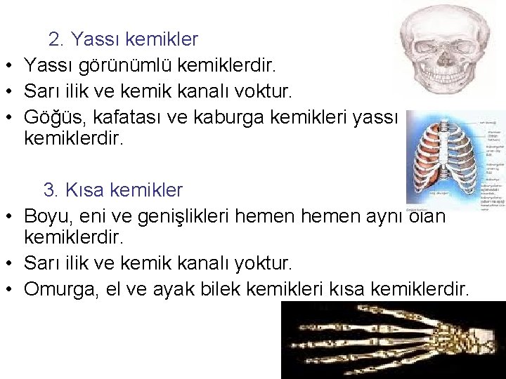  2. Yassı kemikler • Yassı görünümlü kemiklerdir. • Sarı ilik ve kemik kanalı