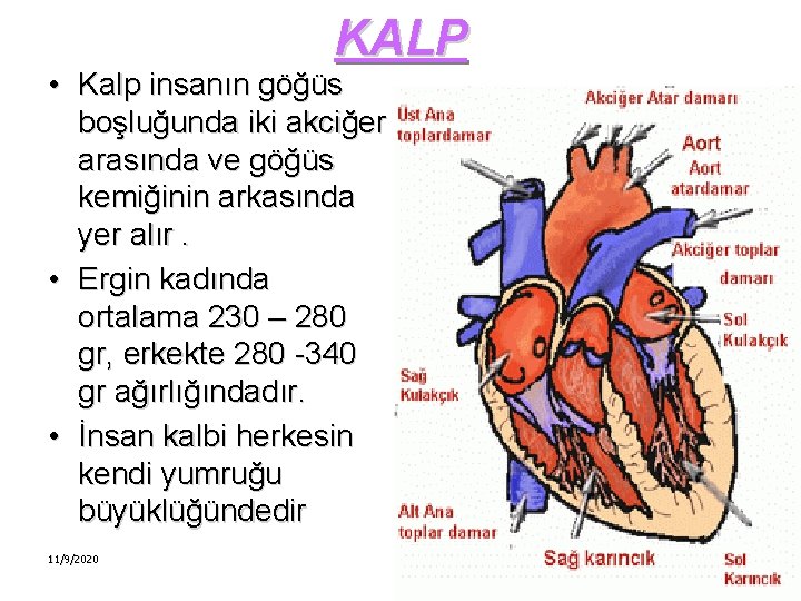 KALP • Kalp insanın göğüs boşluğunda iki akciğer arasında ve göğüs kemiğinin arkasında yer