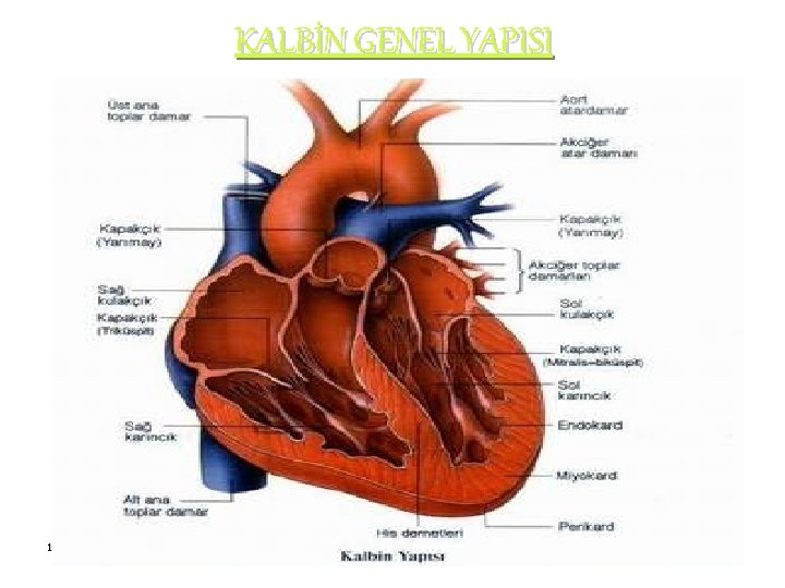 KALBİN GENEL YAPISI 11/9/2020 