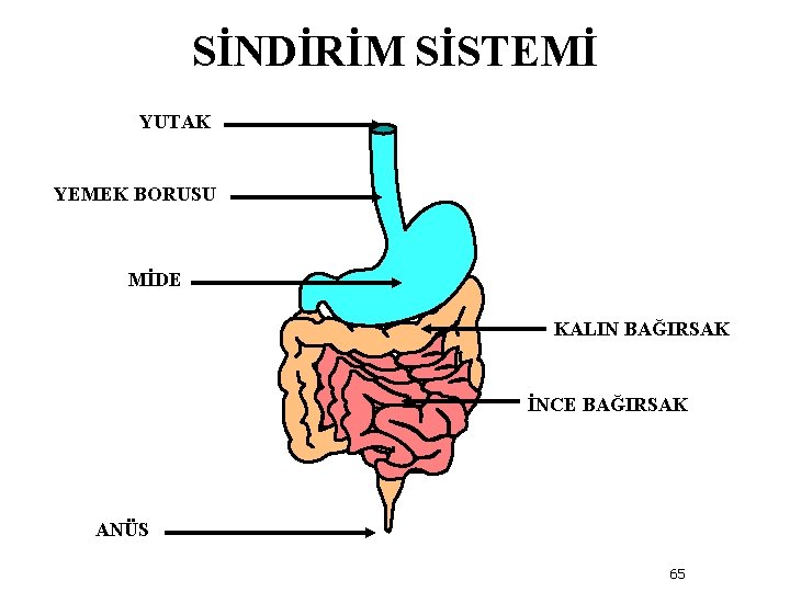 SİNDİRİM SİSTEMİ YUTAK YEMEK BORUSU MİDE KALIN BAĞIRSAK İNCE BAĞIRSAK ANÜS 65 