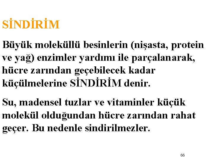 SİNDİRİM Büyük moleküllü besinlerin (nişasta, protein ve yağ) enzimler yardımı ile parçalanarak, hücre zarından