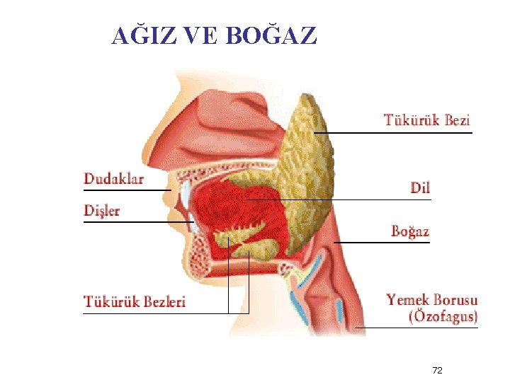 AĞIZ VE BOĞAZ 72 