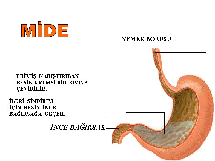 YEMEK BORUSU ÇİĞNENMİŞ BESİN MİDEYE YEMEK BORUSUNDAN GEÇER. ERİMİŞ KARIŞTIRILAN BESİN KREMSİ BİR SIVIYA