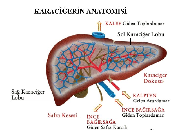 KARACİĞERİN ANATOMİSİ 88 