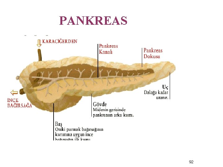 PANKREAS 92 