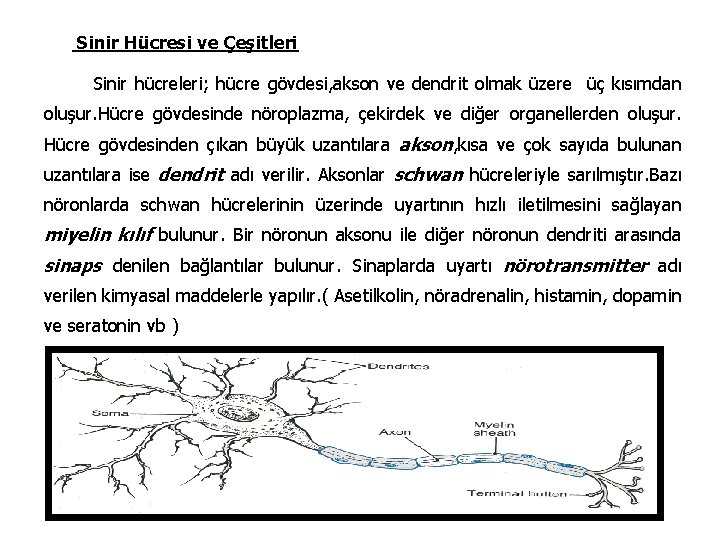 Sinir Hücresi ve Çeşitleri Sinir hücreleri; hücre gövdesi, akson ve dendrit olmak üzere üç