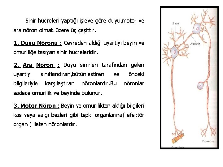 Sinir hücreleri yaptığı işleve göre duyu, motor ve ara nöron olmak üzere üç çeşittir.