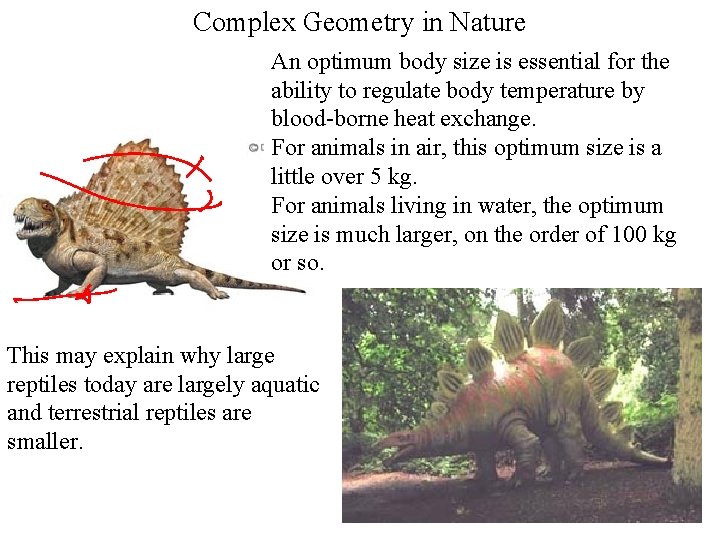 Complex Geometry in Nature An optimum body size is essential for the ability to