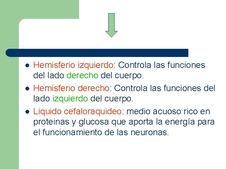 l l l Hemisferio izquierdo: Controla las funciones del lado derecho del cuerpo. Hemisferio