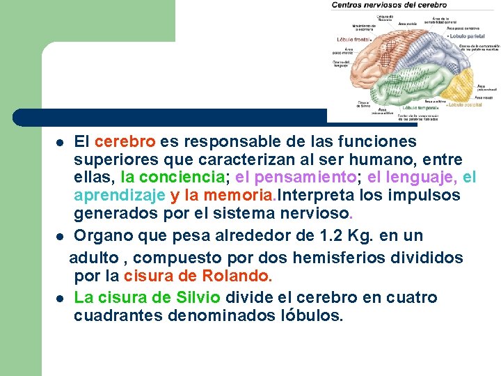 El cerebro es responsable de las funciones superiores que caracterizan al ser humano, entre