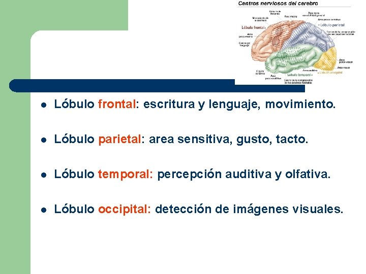 l Lóbulo frontal: escritura y lenguaje, movimiento. l Lóbulo parietal: area sensitiva, gusto, tacto.