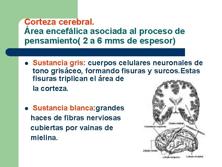 Corteza cerebral. Área encefálica asociada al proceso de pensamiento( 2 a 6 mms de
