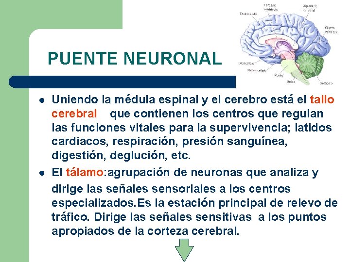 PUENTE NEURONAL l l Uniendo la médula espinal y el cerebro está el tallo