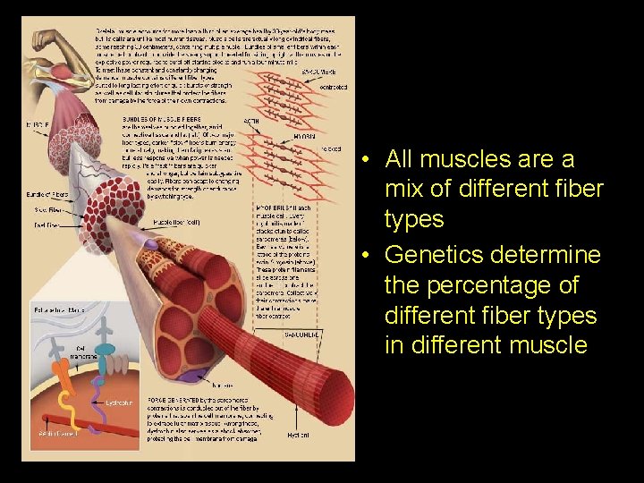  • All muscles are a mix of different fiber types • Genetics determine