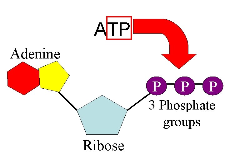 ATP Adenine P P P 3 Phosphate groups Ribose 