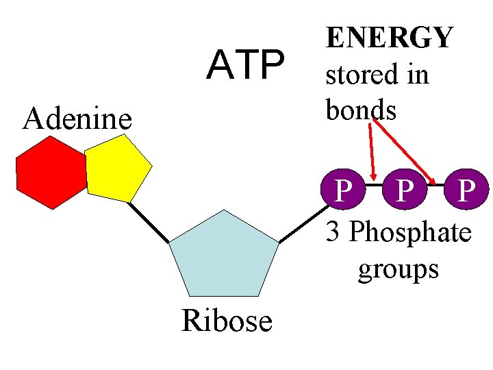 ATP Adenine ENERGY stored in bonds P P P 3 Phosphate groups Ribose 