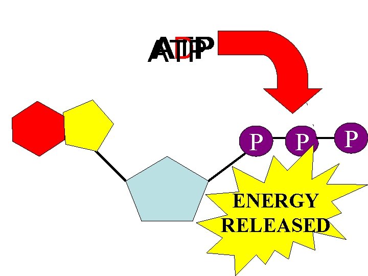 ADP ATP P P ENERGY RELEASED PP 