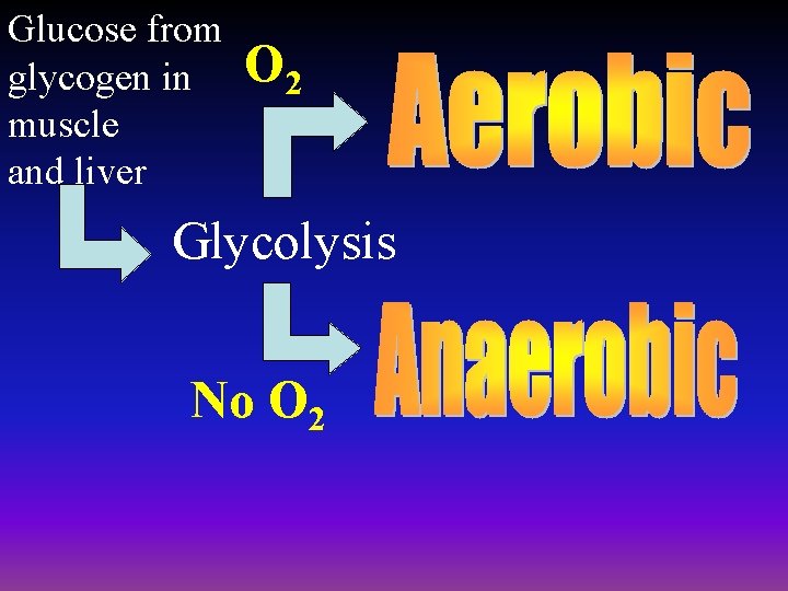 Glucose from glycogen in muscle and liver O 2 Glycolysis No O 2 