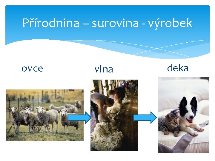 Přírodnina – surovina - výrobek ovce vlna deka 