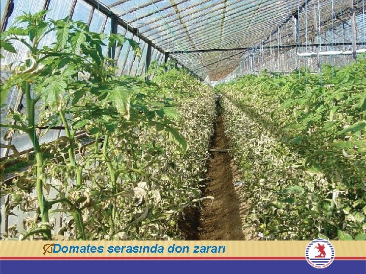 ÓDomates serasında don zararı 