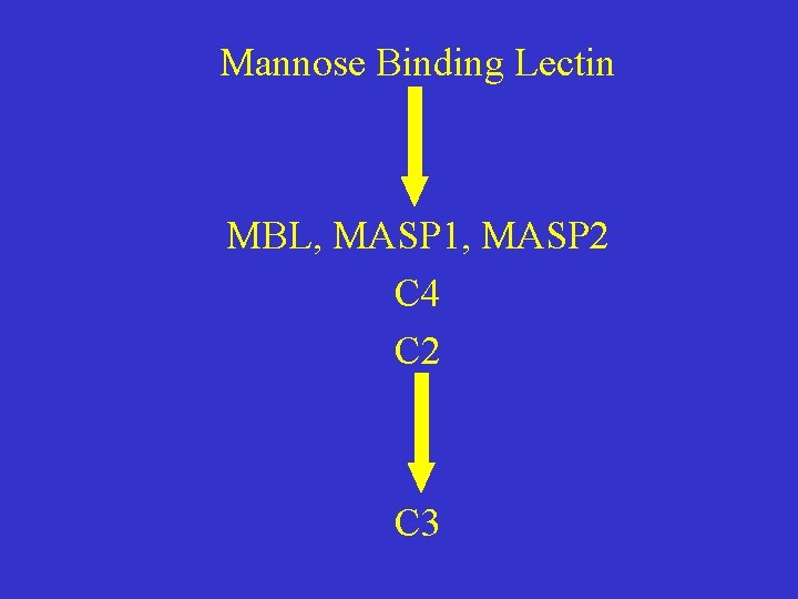 Mannose Binding Lectin MBL, MASP 1, MASP 2 C 4 C 2 C 3