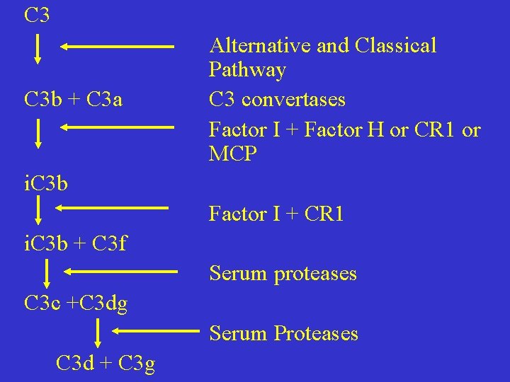 C 3 C 3 b + C 3 a Alternative and Classical Pathway C